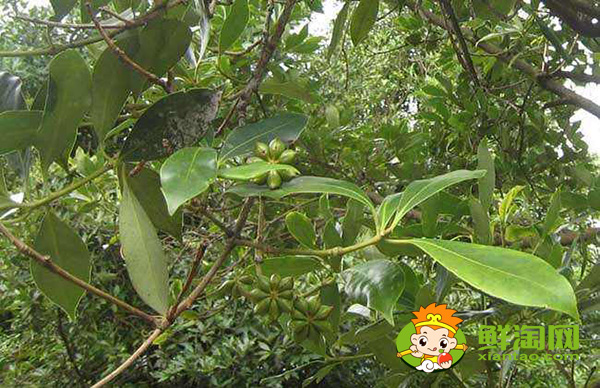 八角種植適應什么地區，八角什么時候施肥最好