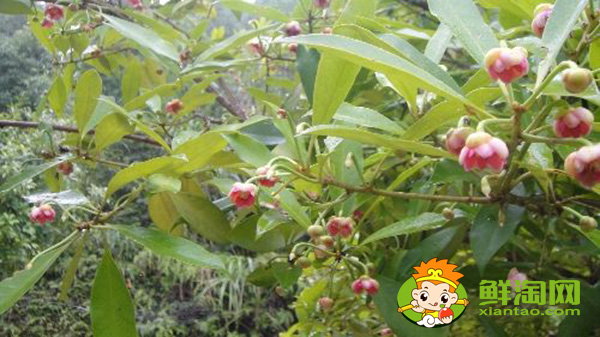 八角種植適應什么地區，八角什么時候施肥最好