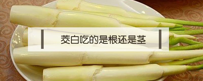茭白吃的是根還是莖