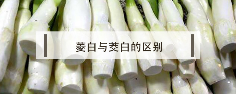 菱白與茭白的區(qū)別