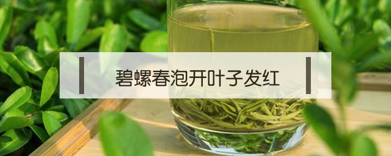 碧螺春泡開葉子發(fā)紅