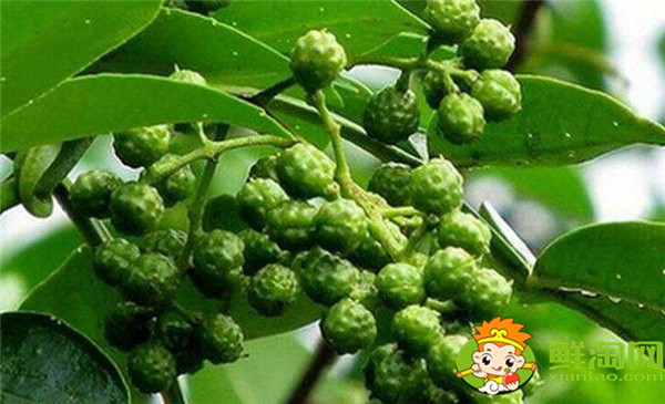 青花椒與藤椒區別，藤椒和青花椒哪個麻