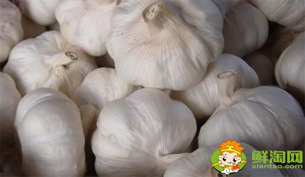 金鄉大蒜最新價格,一九年下半年大蒜行情