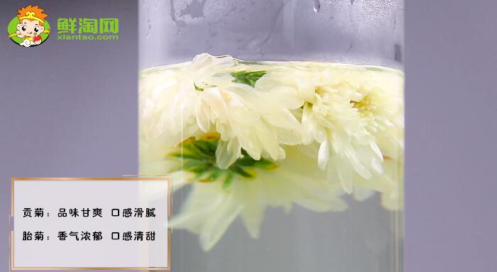 貢菊花和胎菊花的區別
