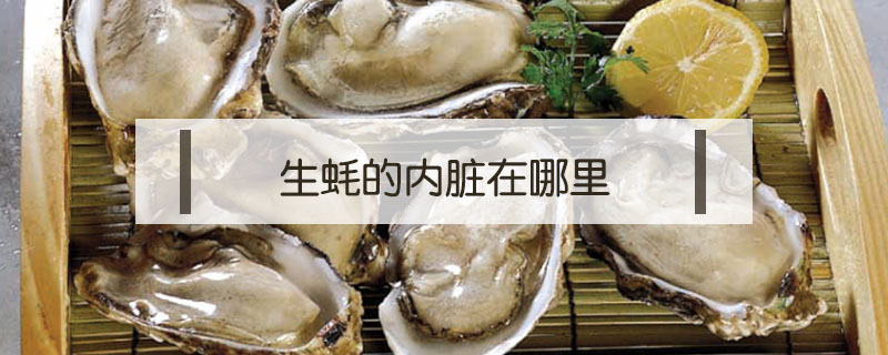 生蠔的內(nèi)臟在哪里