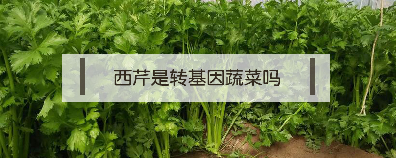 西芹和芹菜的區(qū)別