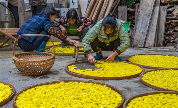 野菊花能直接泡水喝嗎