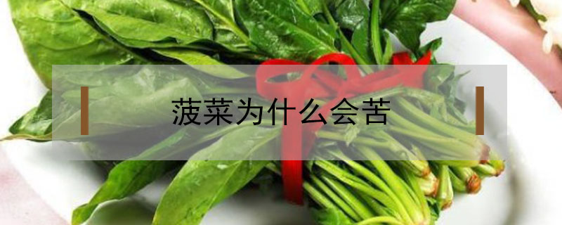菠菜為什么會苦