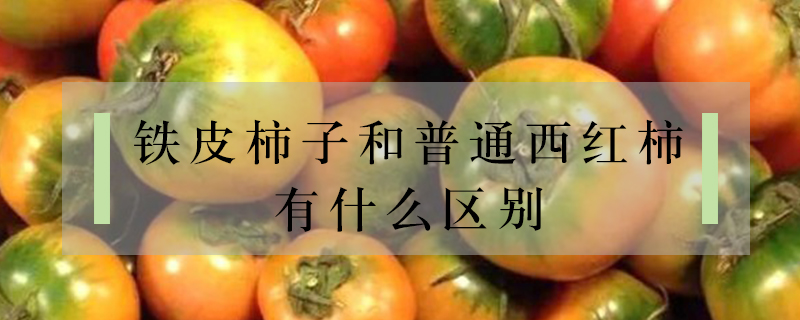 鐵皮柿子和普通西紅柿有什么區別
