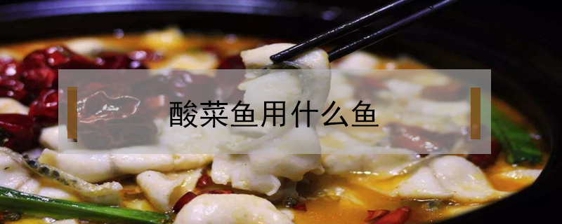 酸菜魚用什么魚