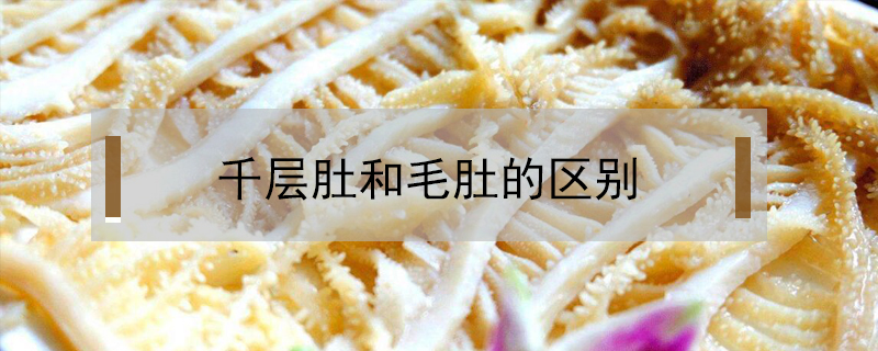 千層肚和毛肚的區(qū)別