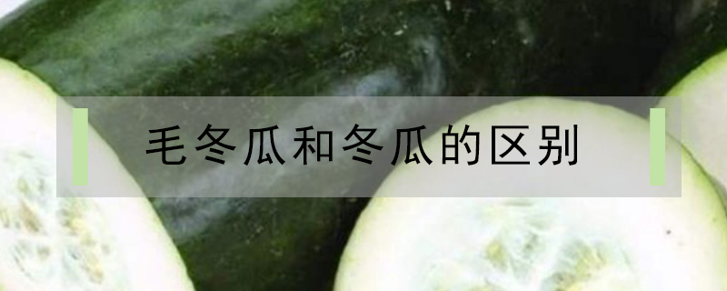 毛冬瓜和冬瓜的區(qū)別