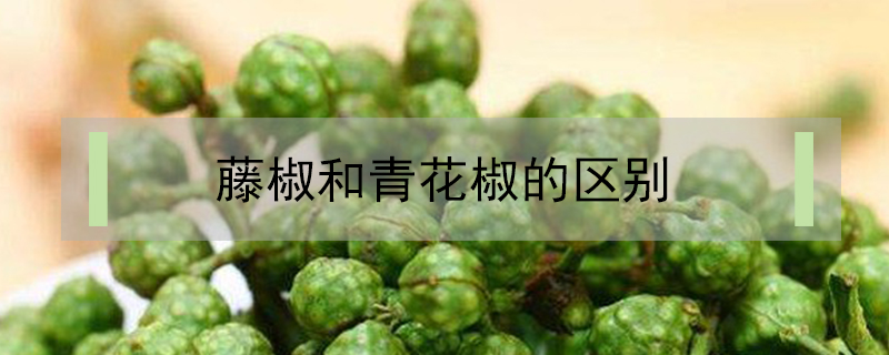 藤椒和青花椒的區(qū)別
