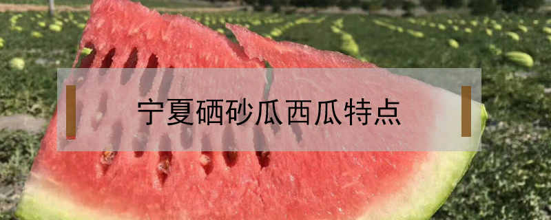 寧夏硒砂瓜西瓜特點(diǎn)