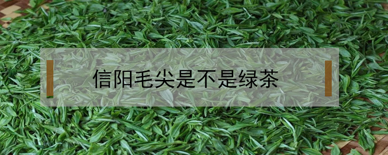 信陽(yáng)毛尖是不是綠茶
