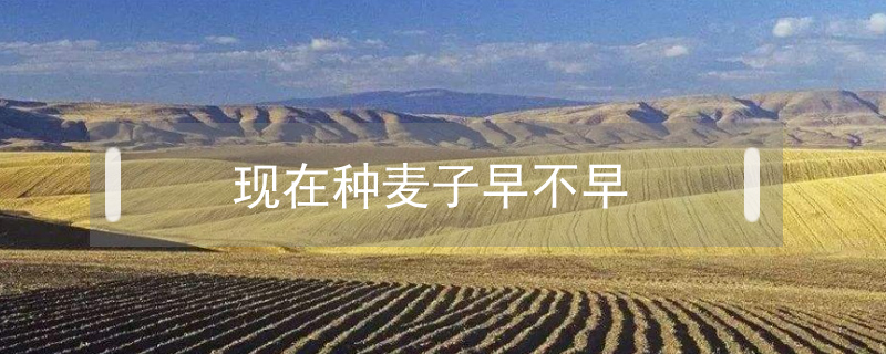 現在種麥子早不早