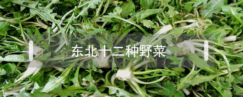 東北十二種野菜
