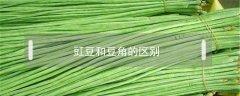 豇豆和豆角的區(qū)別