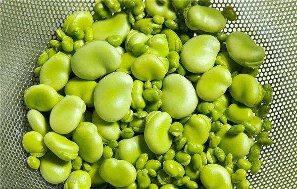吃蠶豆對身體有什么不好