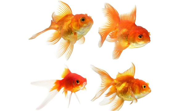 金魚的記憶真的只有七秒嗎，為什么說金魚的記憶只有七秒