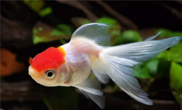 金魚的記憶真的只有七秒嗎，為什么說金魚的記憶只有七秒
