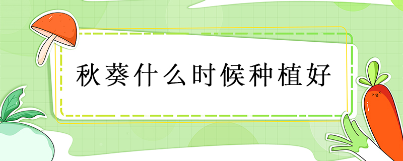 秋葵什么時候種植好
