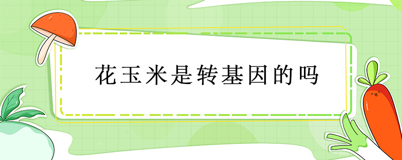 花玉米是轉(zhuǎn)基因的嗎